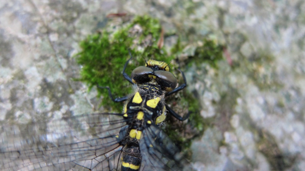 Libellula gialla: Cordulegaster bidentata